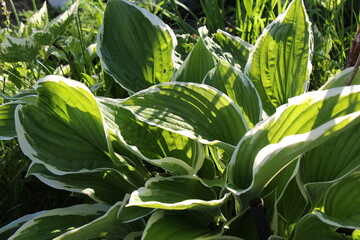 Hosta closeup with green leaves. Fresh green hosta leaves