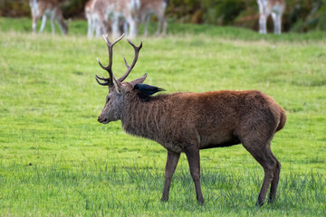 Naklejka na ściany i meble Red deer (Cervus elelphus) stag and jackdaw in parkland