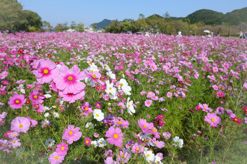 コスモス満開
