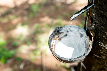 Raw rubber in cup from tree in garden agriculture