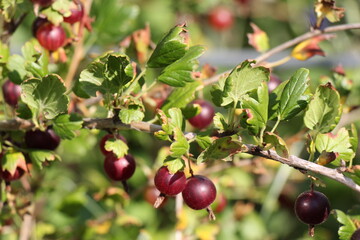 Gooseberry on a branch. Ripe gooseberry	