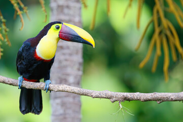Chestnut-mandibled toucan or Swainson’s toucan, Ramphastos ambiguus swainsonii. Yellow-throated toucan sitting on a branch in BocaTapada in Costa Rica , Сentral America