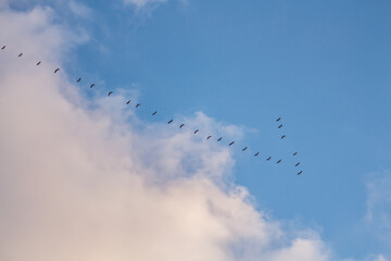 Migratory birds formation in the blue sky