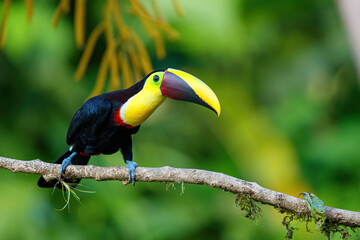 Chestnut-mandibled toucan or Swainson’s toucan, Ramphastos ambiguus swainsonii. Yellow-throated toucan sitting on a branch in BocaTapada in Costa Rica , Сentral America