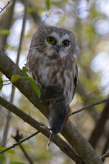 Northern Saw-whet owl with a vole