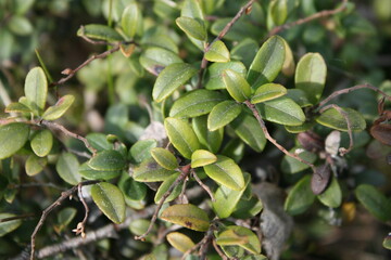 Vossenbes (Vaccinium vitis-idaea)