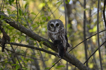 Northern Saw-whet owl with a vole
