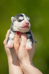 Woman holds black and white colored Siberian Husky puppy in her hands. Young dog isolated with green background.