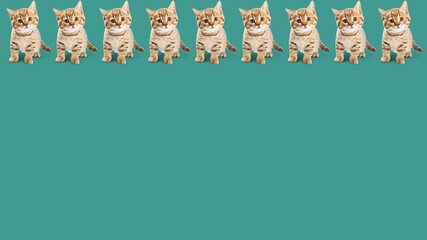 The image of cute tender kittens on the turquoise (azure) background from above.