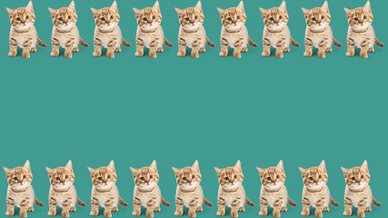 The image of cute tender kittens on turquoise (azure background) from above and below.