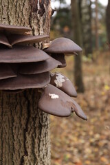 Brown oyster mushrooms on a tree trunk in the wild