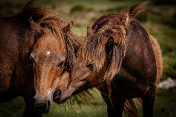 Wild horses playing