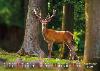 a calendar sheet for 2021 with a wild living animal