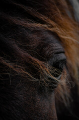 horse eye close up