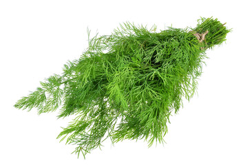 bunch fresh dill herb isolated on white background.