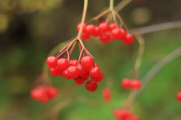 Red viburnum berries in the wild.  Red berries on a blurred background.