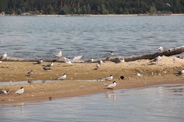 seagulls on the beach
