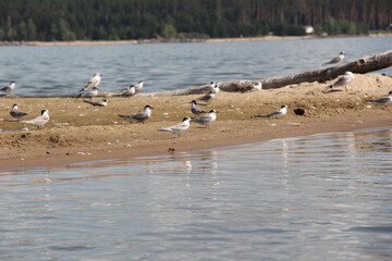 Seagulls on the sea