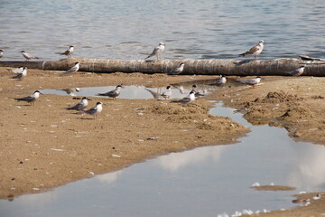 Obraz premium seagulls on the shore