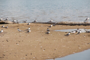 seagulls on the beach