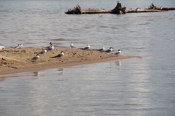 seagulls on the shore