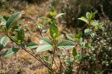 Alder buckthorn (Frangula alnus)