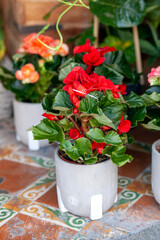 red flower plant in white pot inside flower shop