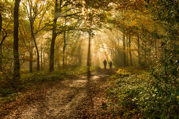 Autumn scenes in the UK