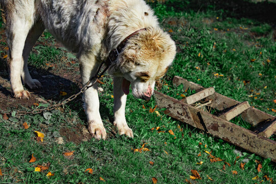 Dog in the yard on a chain in the village