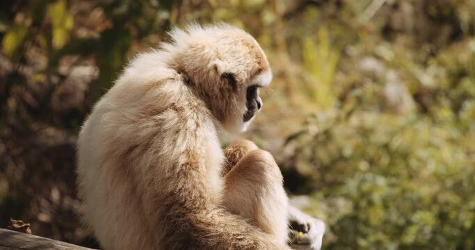 Lar Gibbon Eating Plant In Safari Park