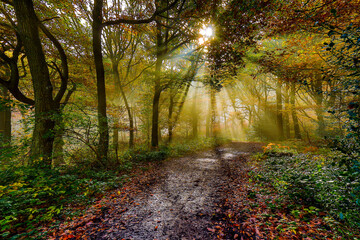 Autumn scenes in the UK