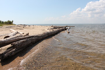 Tree logs on the sea shore. Beach with logs	