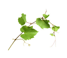 Fresh grapevine with leaves isolated on white