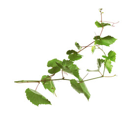Fresh grapevine with leaves isolated on white