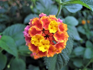 Colorful Lantana blooms in a flower bed in the city garden