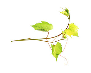 Fresh grapevine with leaves isolated on white