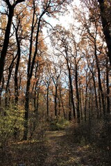 Trees with yellow leaves in the autumn forest on a clear Sunny day