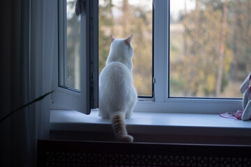 The cat looks out the window. 
