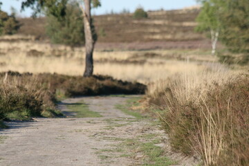 Sallandse Heuvelrug road
