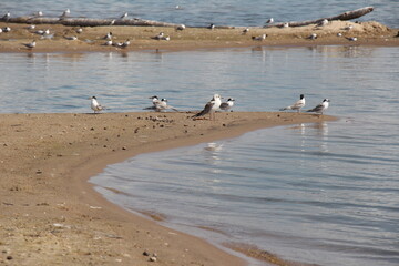 Seagulls on the sea. Birds on the sand spit. Birds on the beach