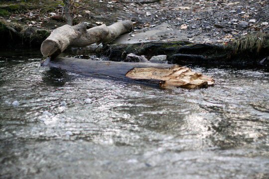 un arbre mort dans la rivi&egrave;re