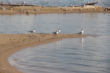 Seagulls on the sea. Birds on the sand spit. Birds on the beach	
