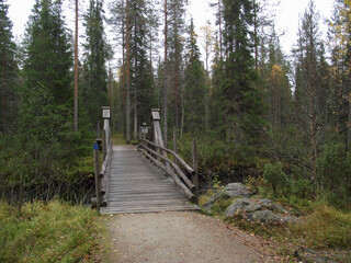 Obraz premium bridge in the woods