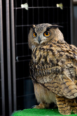 ユーラシアワシミミズク