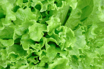 Fresh lettuce. Salad ingredient. Leaf vegetable. Lettuce background.