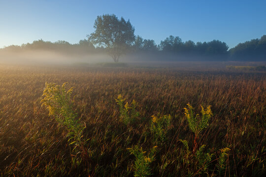 Summer meadow in fog with silhouetted trees, goldenrod in bloom and golden grasses at sunrise, Al Sabo Land Preserve, Michigan, USA
