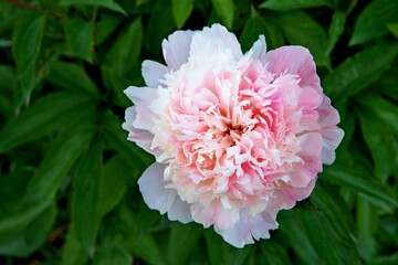 Berggarten - Herrenhäuser Gärten - Hannover