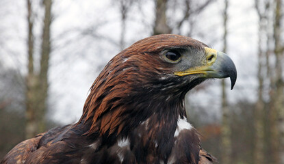 Close up of the profile of a Golden Eagle