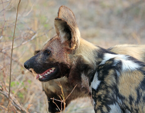 Close up of a wild dog after a kill, South Africa