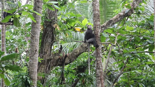Purple-faced langur is south subspecies (Semnopithecus vetulus vetulus) endemic spedies to Sri Lanka. Pair of monkeys in rain forest of seaside area near city of Hikkaduwa
